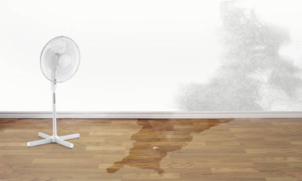 Best Ceiling water damage repair  in Wayland, IA